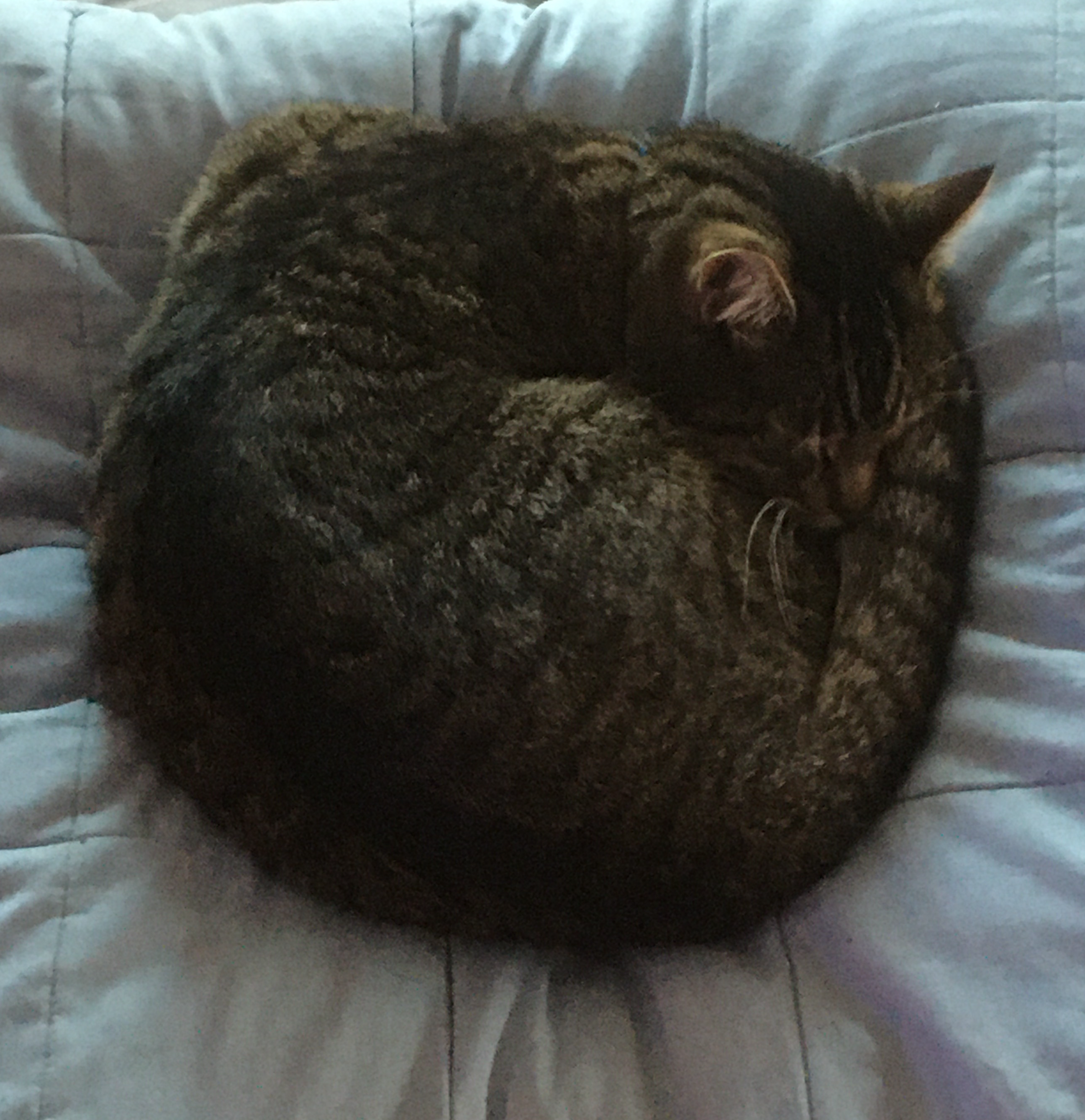 A cat on a pillow.